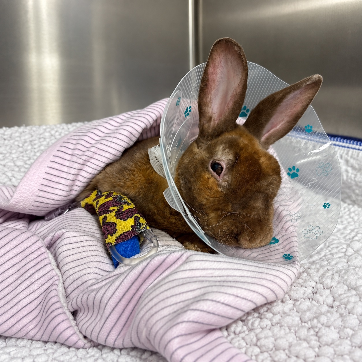 Un lapin avec une collerette et une patte bandée.