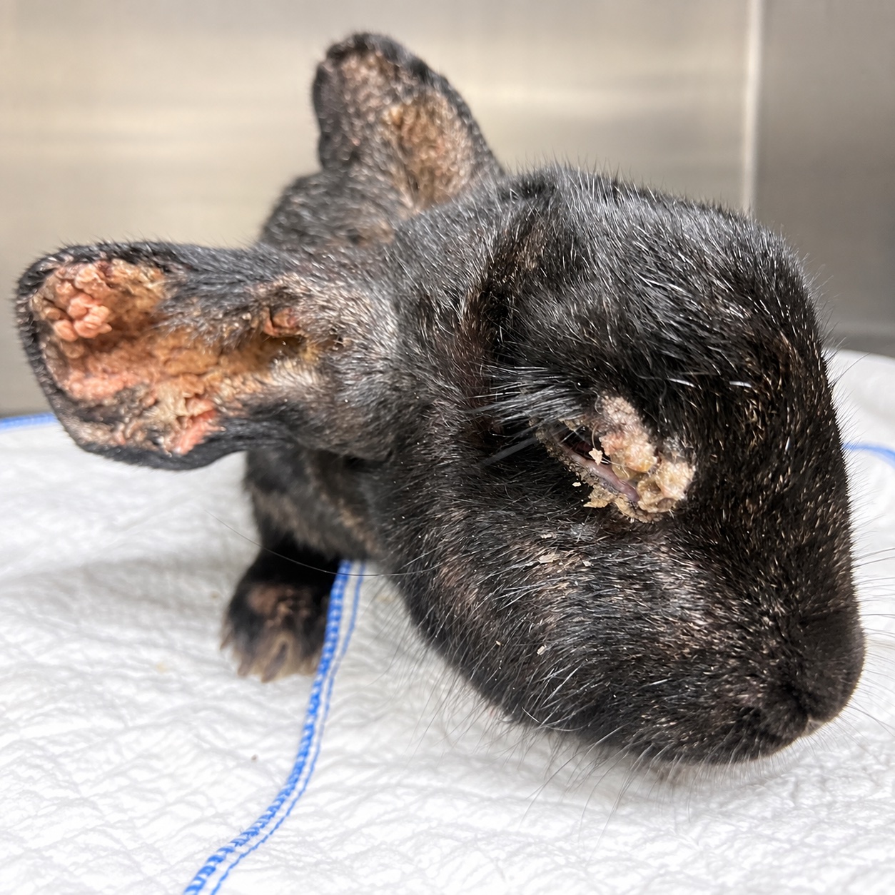 Gros plan d’un lapin noir présentant des lésions près de l’œil et de l’oreille.