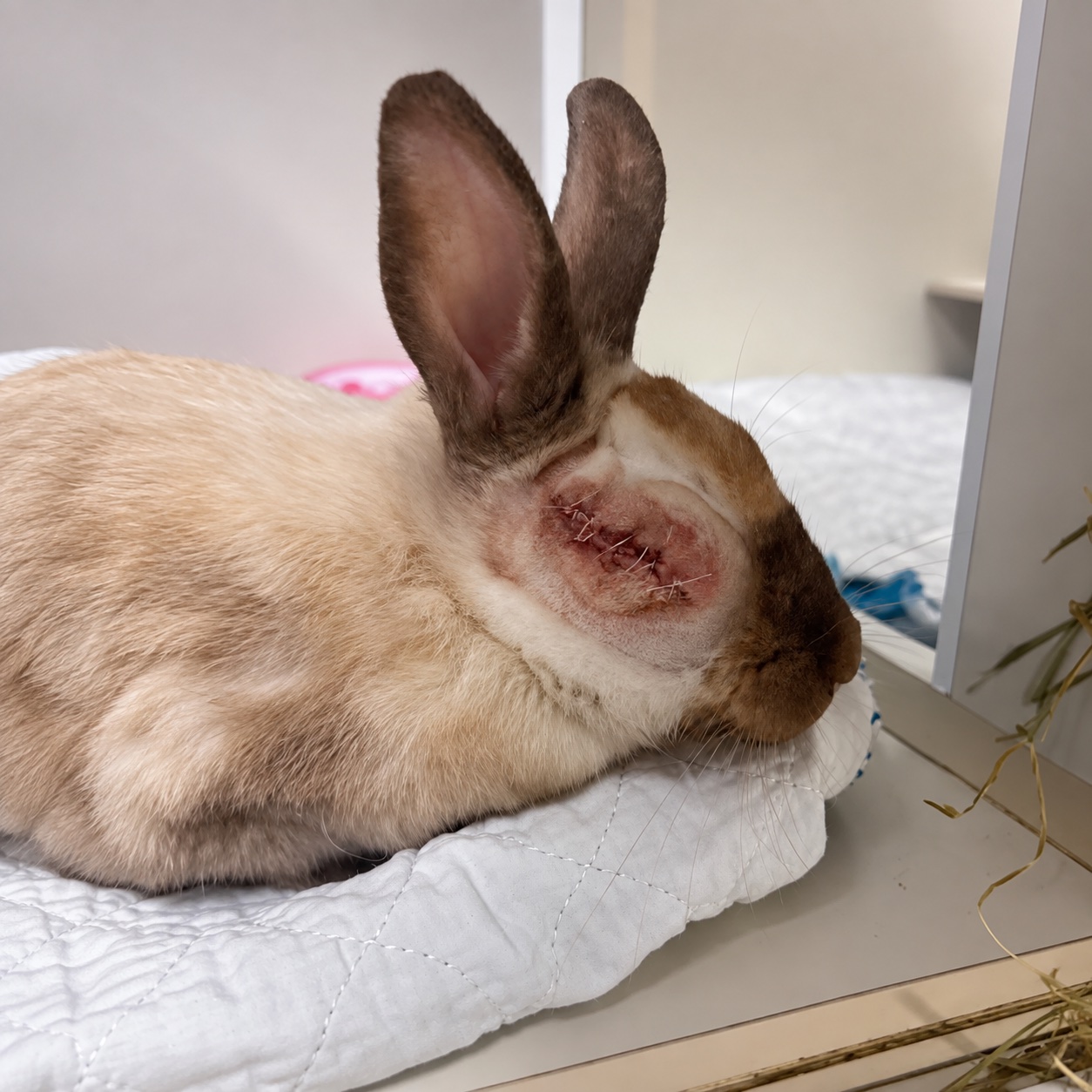 Un lapin au repos avec des points de suture près de l’œil.