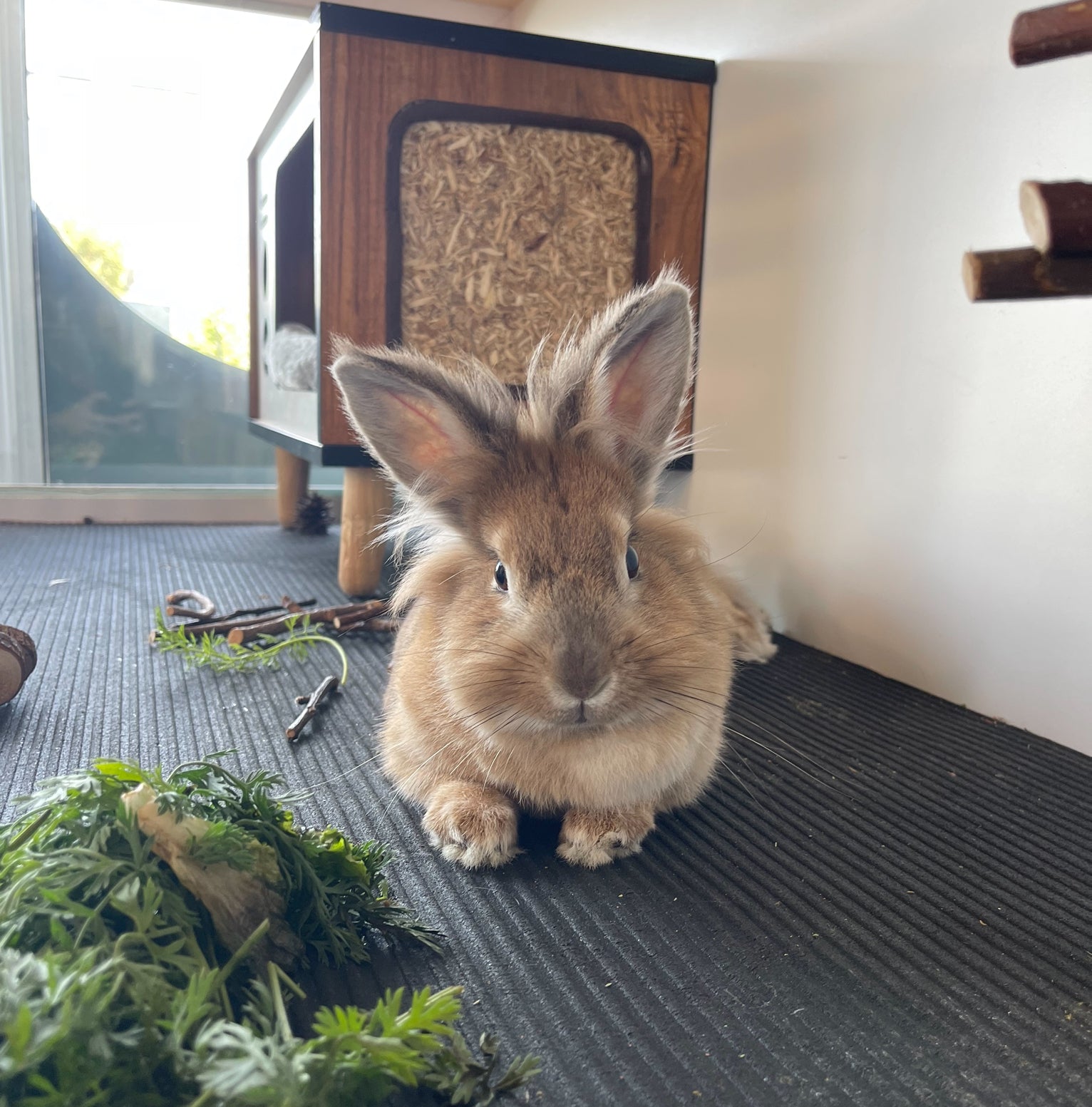 Un lapin du refuge ALSA.