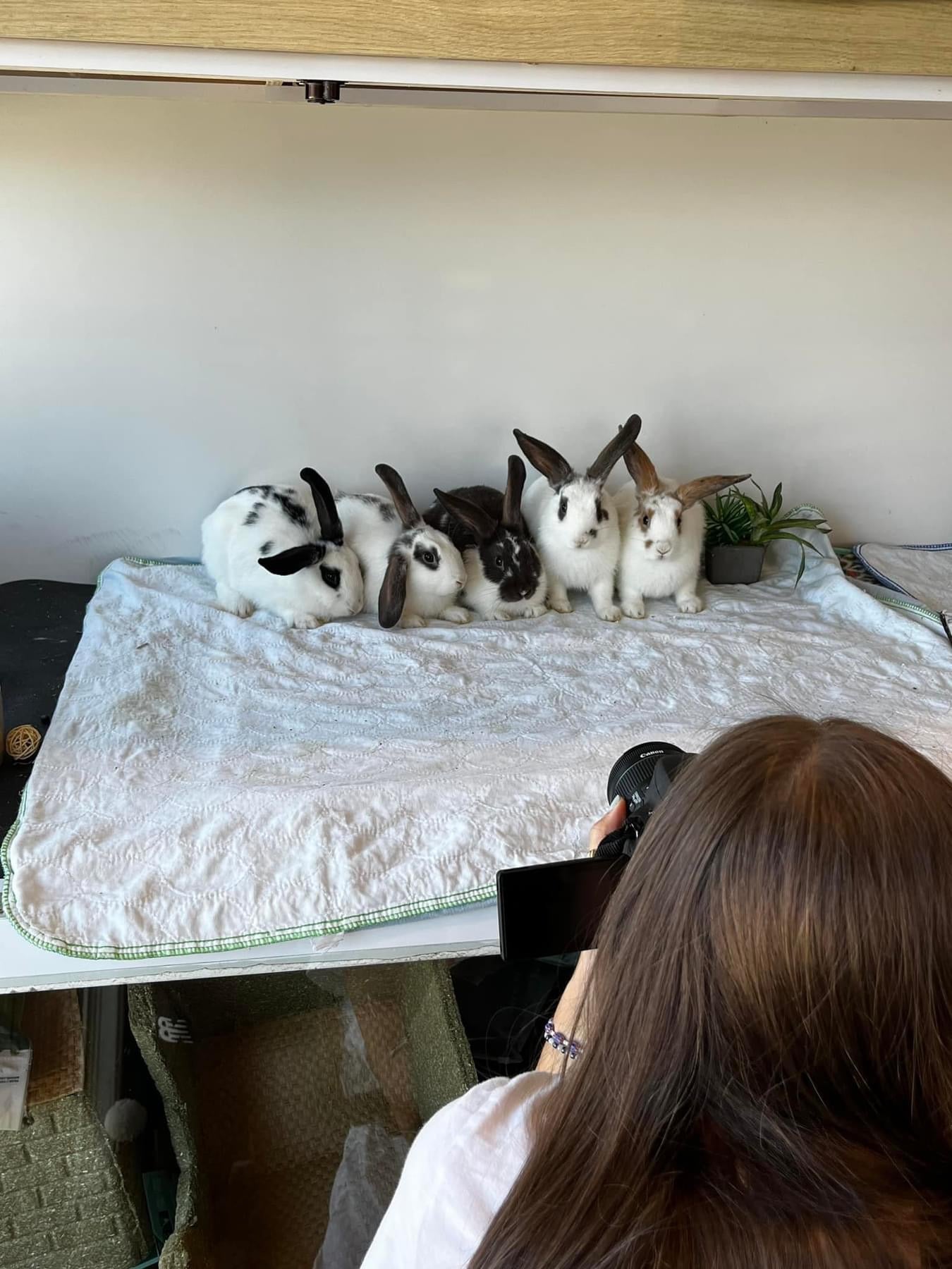 Dans les coulisses du refuge ALSA, une personne photographie cinq lapins réunis sur une couverture.