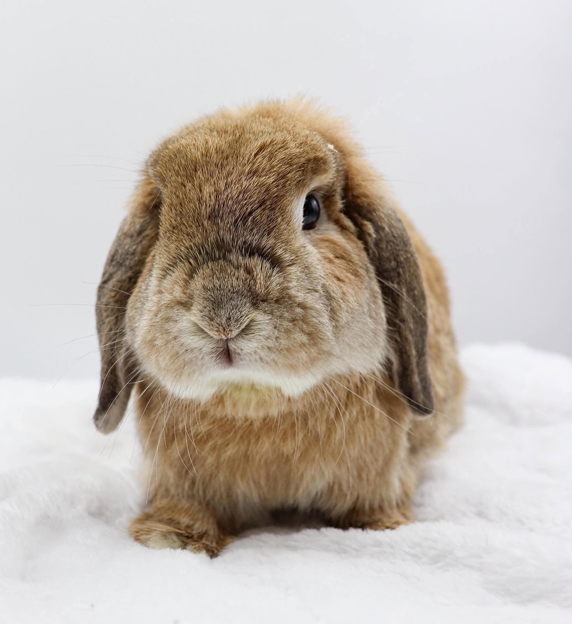 Un lapin brun aux oreilles tombantes.